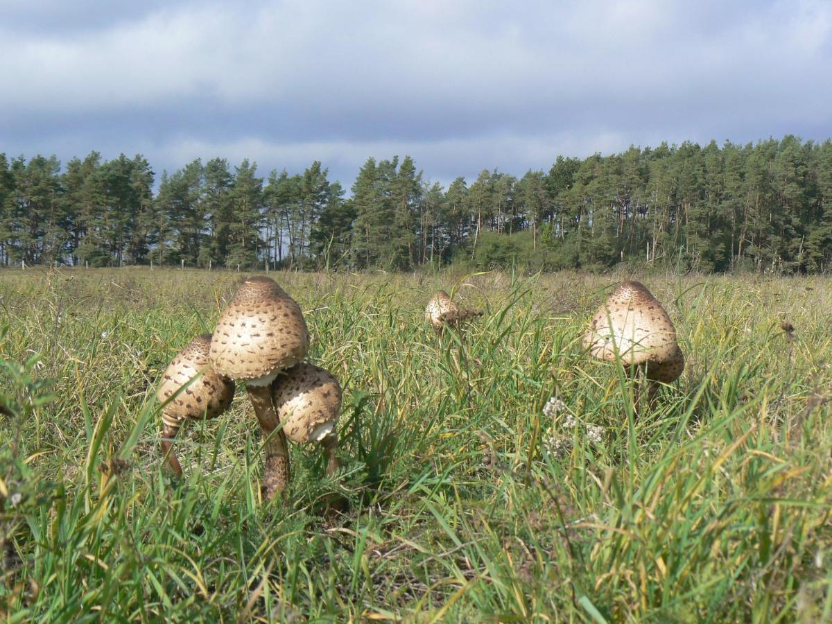 Hotel Am Mueritz-Nationalpark Waren  Zewnętrze zdjęcie